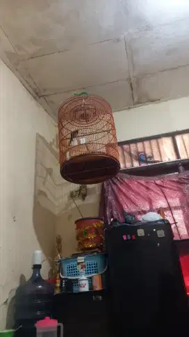Murai blorok tipis murmer