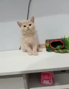 BRITISH SHORTHAIR / BSH