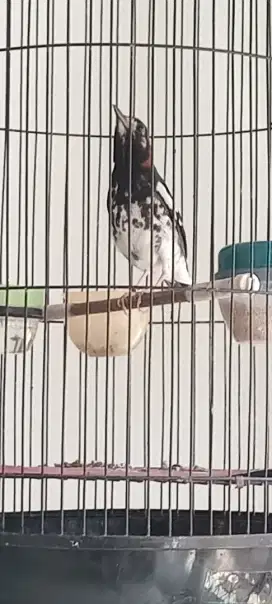 Burung Anis Kembang