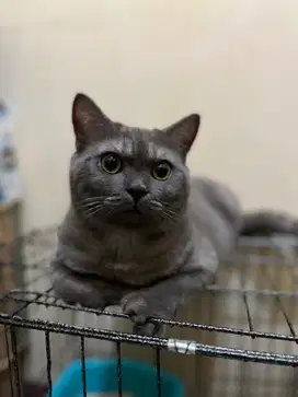 Kucing British Short Hair