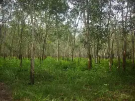 Di jual kebun Karet
