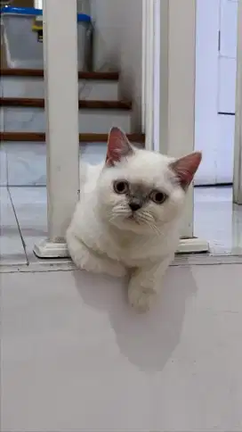 KUCING BSH BETINA (OWY)