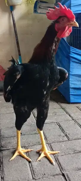Ayam Kampung Sepasang