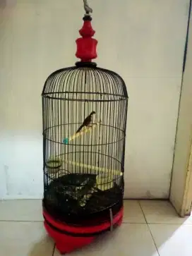 Burung c kopi receh