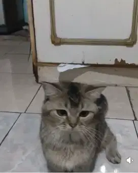 Munchkin bsh , jantan