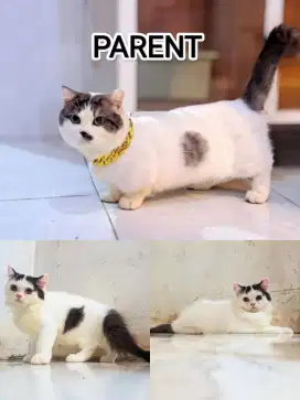 Kucing munchkin ns jantan