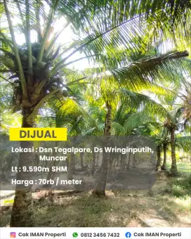 Tanah Untuk Perkebunan, Peternakan, Tambak, Kaplingan
