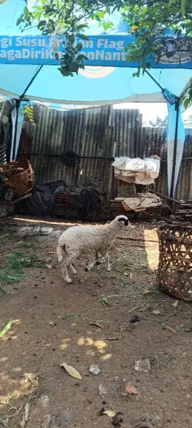 Anak Domba Betina