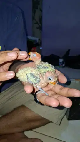 Burung love bird biola gren