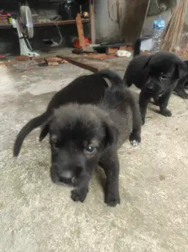 Anjing bali lucu