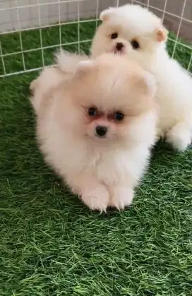 MINIPOM CAKEP TURUNAN MERLE