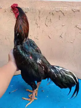 Ayam Bangkok ukuran 4,5-5