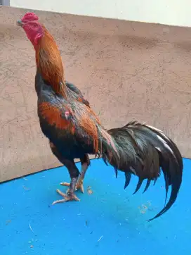 Ayam Mangon Bangkok Wiring kaki simbar