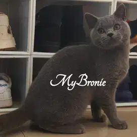 Kucing british shorthair jantan murahhh