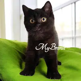 Kucing british shorthair hitam manis
