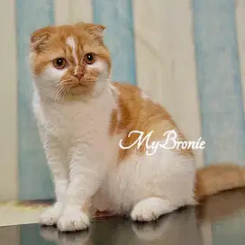 Kucing scottish fold betina 7 bulan calon indukan