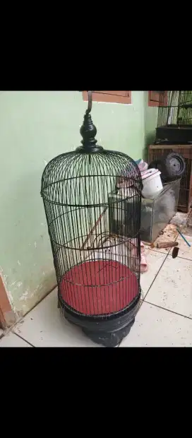 Kandang lb lovebird