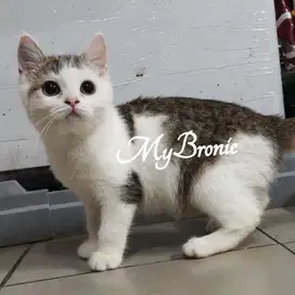 Kucing british shorthair murmerrr