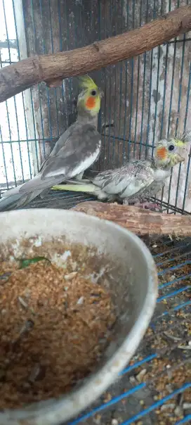 Burung Falk/parkit australi 2ekor