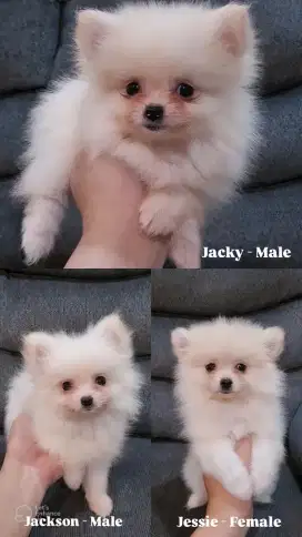 Minipom dob 23 april Lengkap microchip+ vaksin