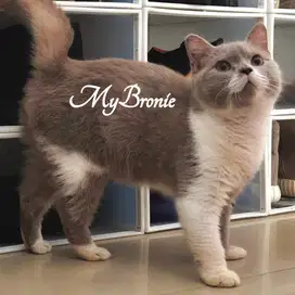 Kucing british shorthair lilac bicolor