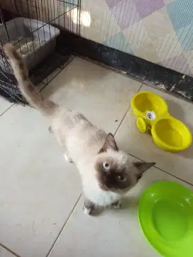 Kucing Himalaya