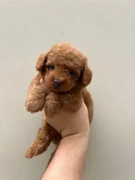 Dijual anjing poodle warna red, apricot, grey, parti, white