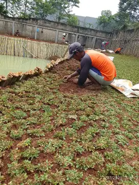 Rumput gajah mini | Rumput taman