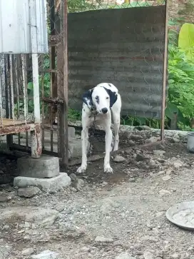 DALMANTION DOGy