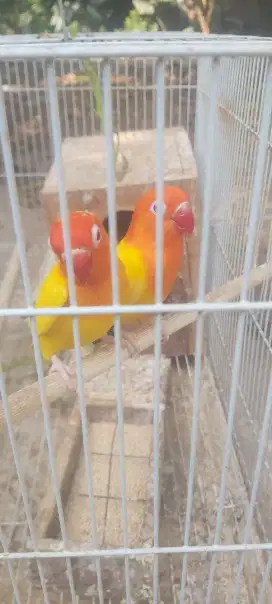 Lovebird Biola Lutino / Bio Ino