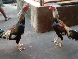 Ayam shamo 2 Jantan 1 betina