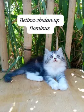 Kucing Persia medium
