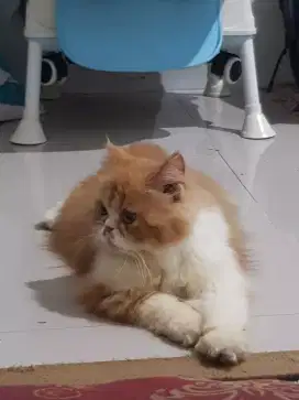 Kucing Persia flatnose