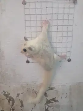Sugar glider platmos