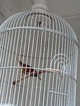 Burung tepus pala abu  gacor