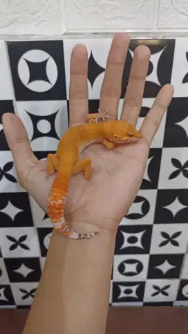 Gecko Sunglow Eclipse