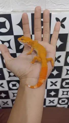 Gecko Sunglow Tomato
