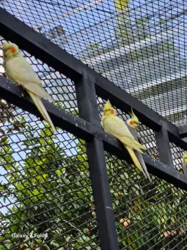 Burung falk Australia/parkit Australia