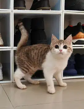 Kucing british shorthair murmer