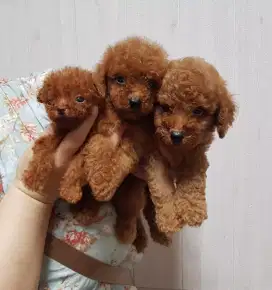 Sale Red Poodle Tiny dan Mirco size