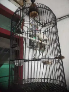 Kenari loper putih gacor video by wa