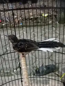 Burung Murai trotol jantan ring ternakan fighter