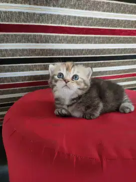 OPEN BOOKING!!! MUNCHKIN CAT!!