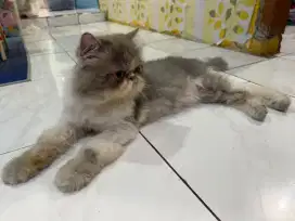 Jual Peaknose Jantan 14bulan