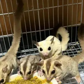 Dijual sugar glider