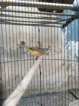 Burung Ciblek Semi Jantan Rawatan