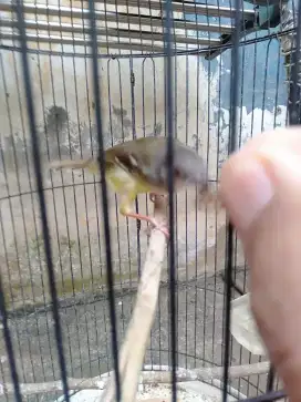 Burung Ciblek Semi Jantan Rawatan