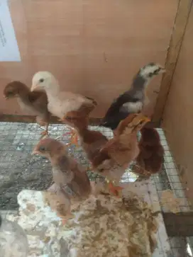 Pitik ayam kampung