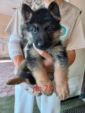 Anak herder bermutu bagus