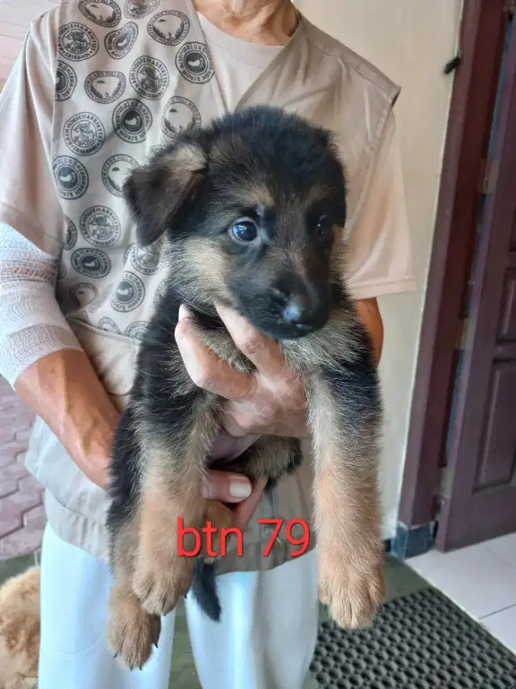 Anak herder bermutu bagus